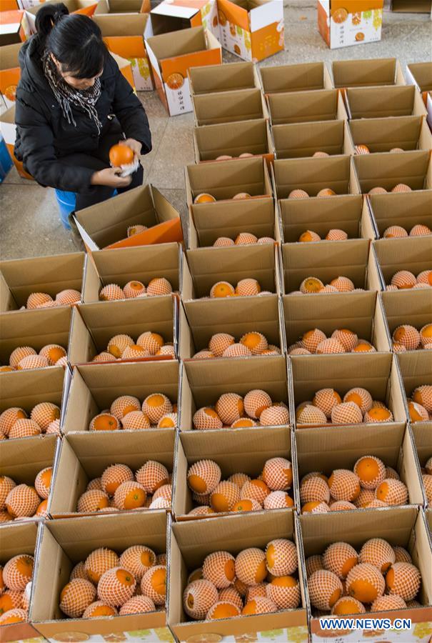 #CHINA-HUBEI-NAVEL ORANGE(CN)