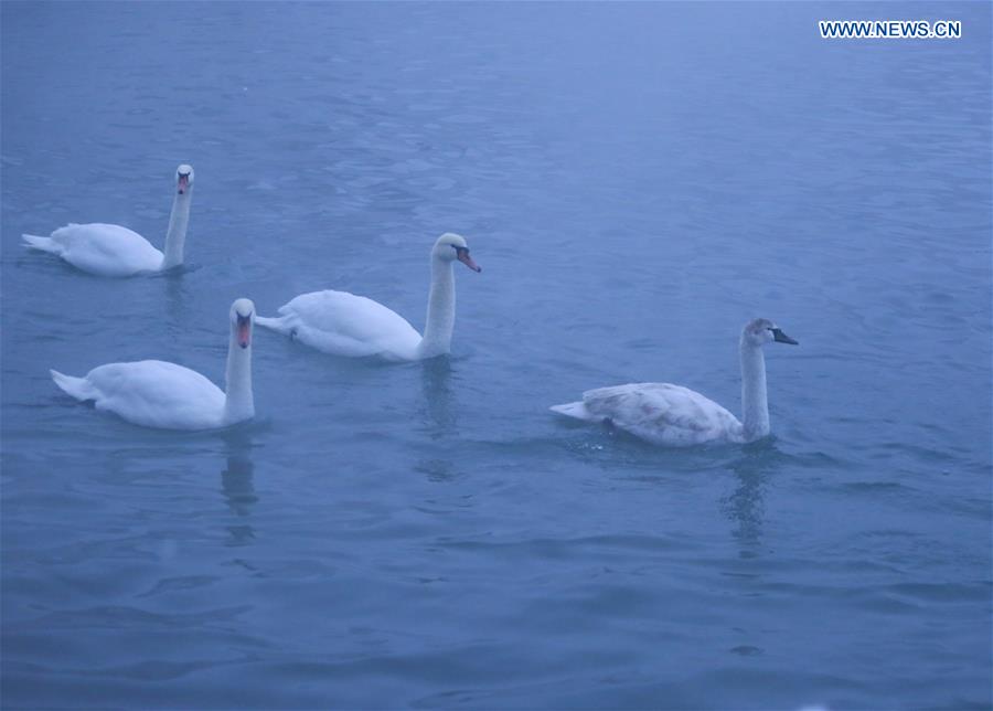 CHINA-XINJIANG-SWAN(CN)