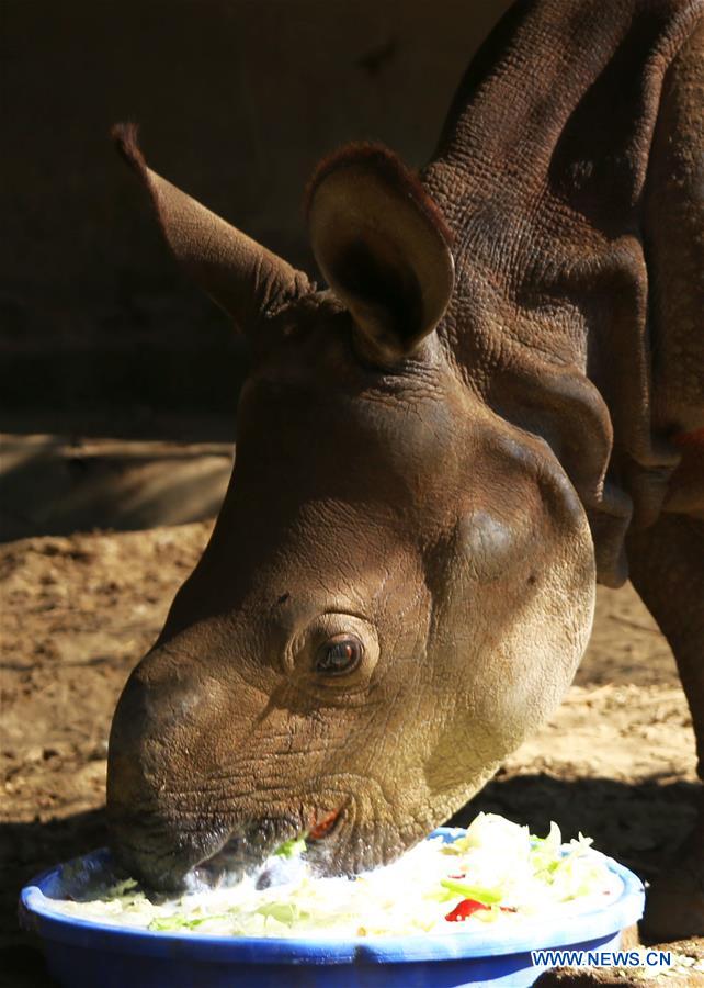 NEPAL-CHITWAN-RESCUED BABY RHINO