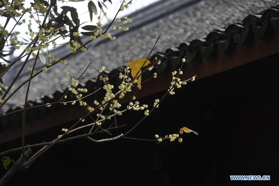 CHINA-HANGZHOU-PLUM BLOSSOMS (CN)