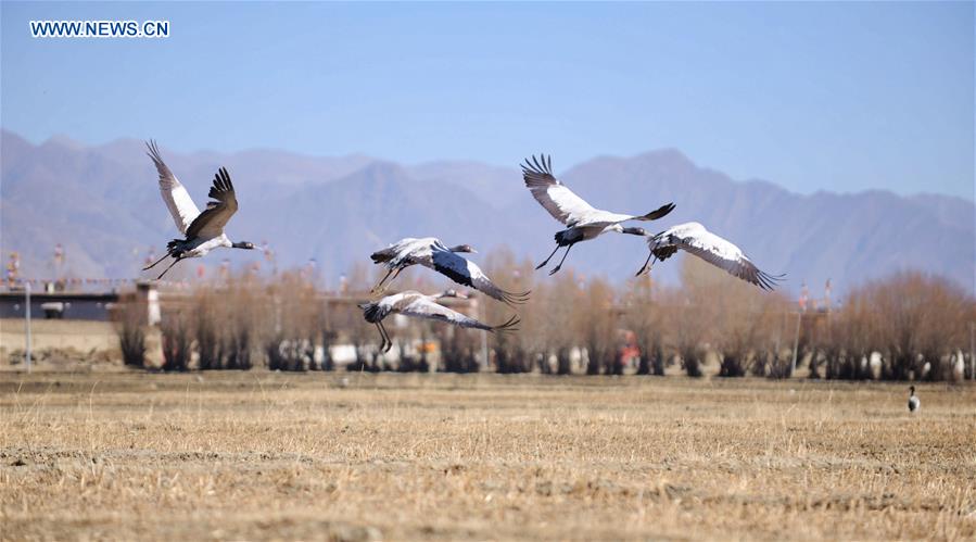 CHINA-XIGAZE-BLACK-NECKED CRANE (CN)