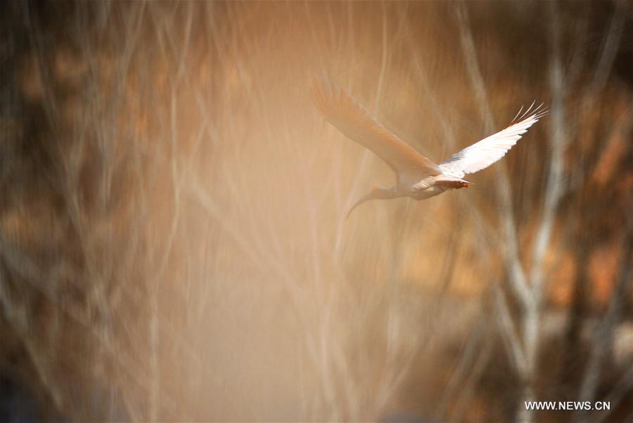 CHINA-SHAANXI-WILD CRESTED IBIS (CN)