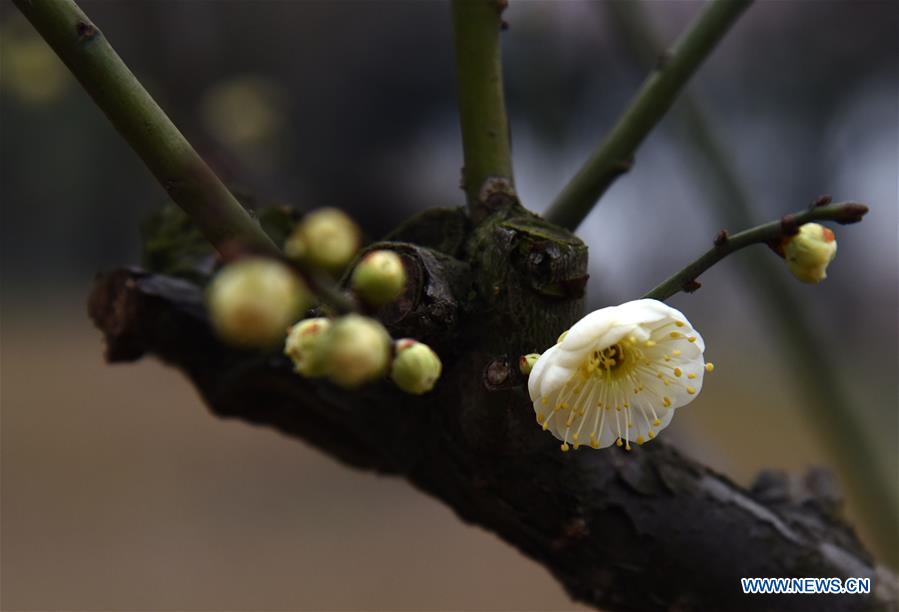 CHINA-WUHAN-WINTERSWEET FLOWERS (CN)