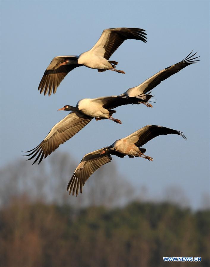 CHINA-YUNNAN-MIGRANT BIRDS (CN)