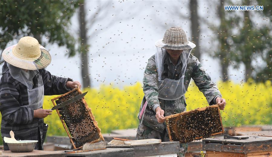 #CHINA-HUBEI-QIANJIANG-BEEKEEPERS (CN)