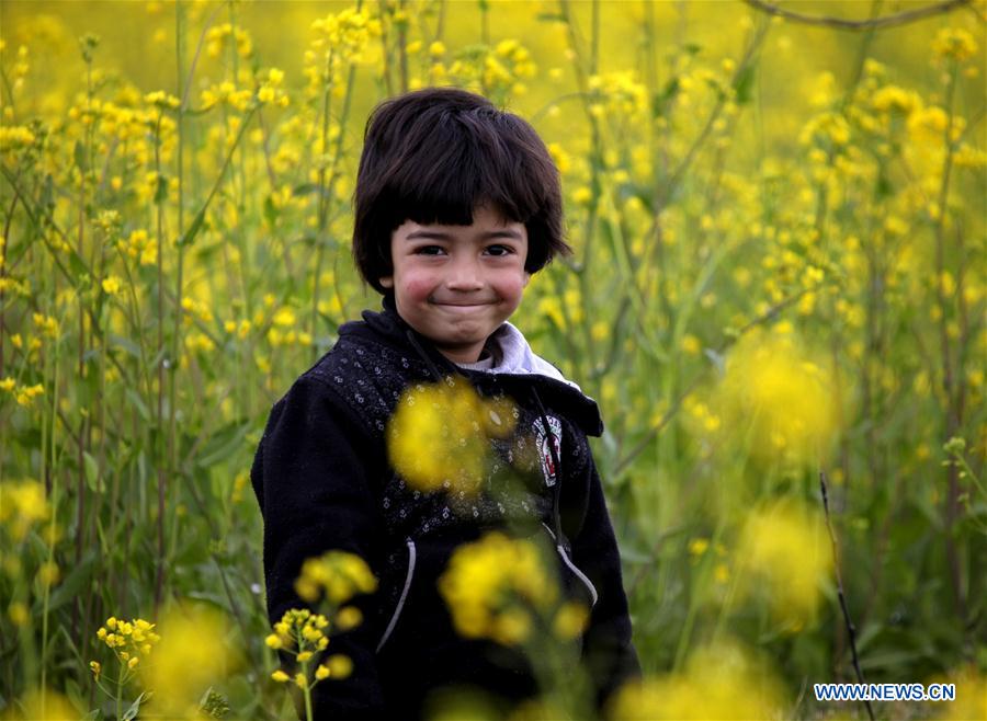 INDIA-KASHMIR-SRINAGAR-MUSTARD BLOSSOM-SPRING