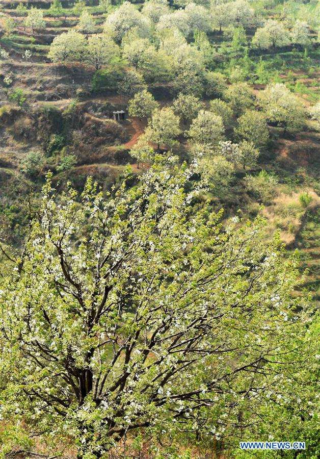 CHINA-YUNNAN-PEAR BLOSSOMS (CN)