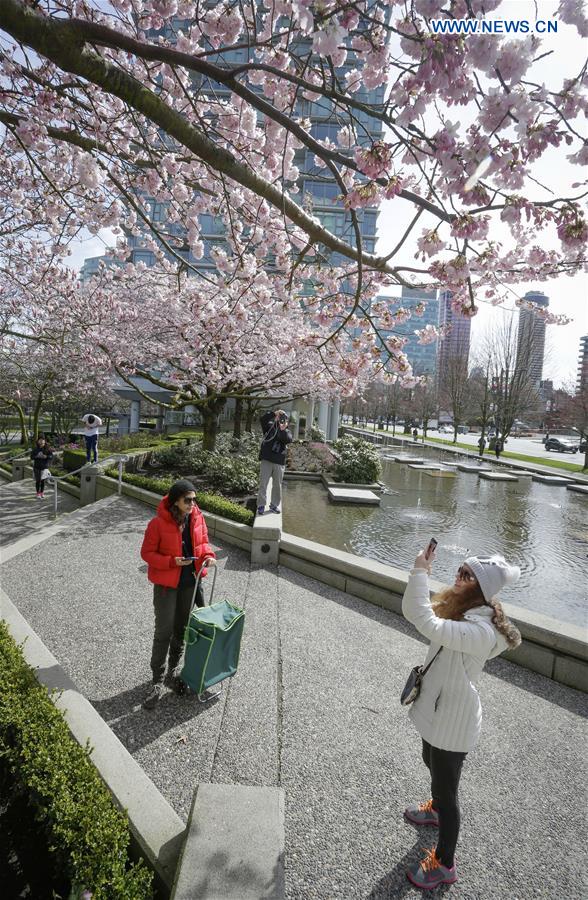 CANADA-VANCOUVER-CHERRY BLOSSOM