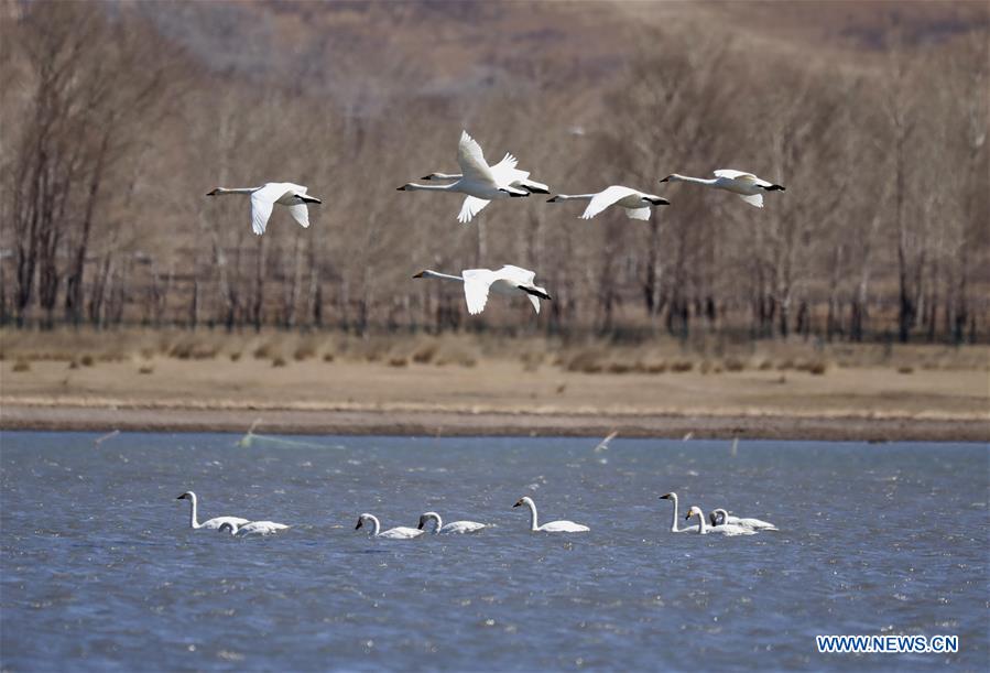 CHINA-HEBEI-SWAN-SCENERY (CN)