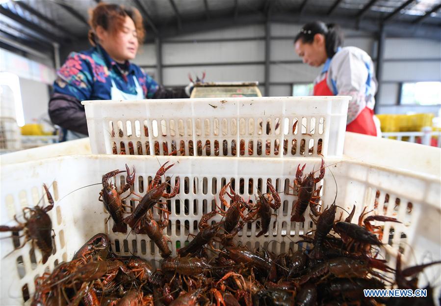 #CHINA-HUBEI-FOOD INDUSTRY-CRAYFISH (CN)