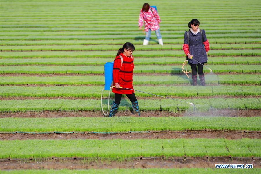 #CHINA-EARLY SUMMER-FARM WORK(CN)