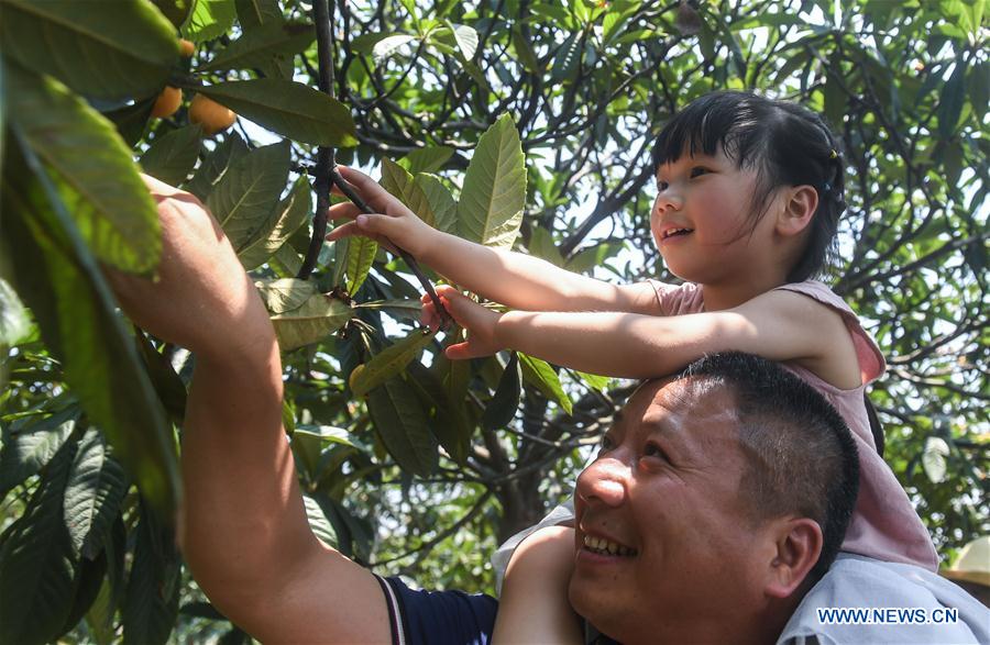 CHINA-ZHEJIANG-LOQUAT-HARVEST (CN)