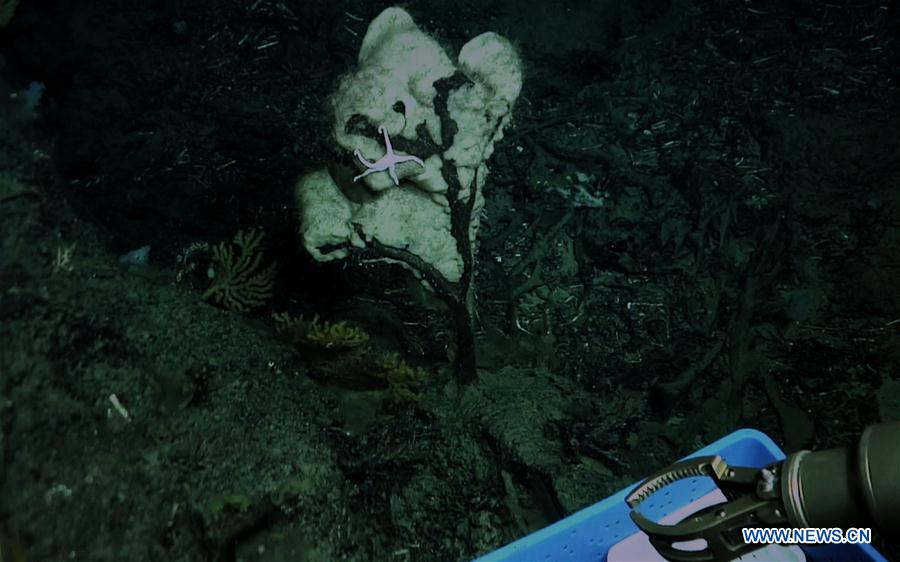 CHINA-SOUTH CHINA SEA-GANQUAN PLATEAU-COLD WATER CORAL (CN)