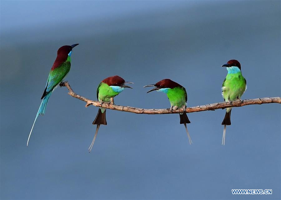 CHINA-FUJIAN-ENVIRONMENT-WILD BIRD (CN)