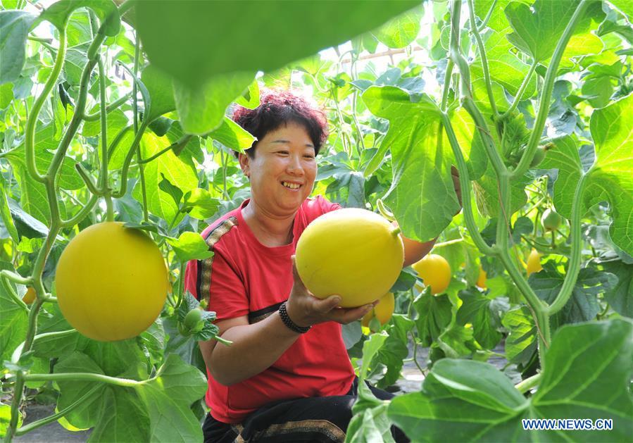 CHINA-HEBEI-AGRICULTURE (CN)