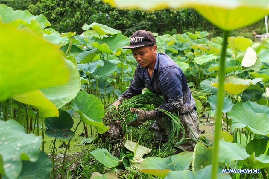 #CHINA-HUNAN-AGRICULTURE (CN)