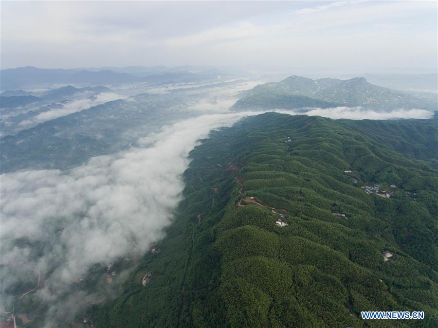 CHINA-SICHUAN-CHANGNING-BAMBOO FORESTS-CLOUDS (CN)