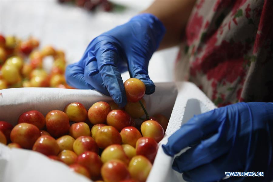 CHINA-SHANDONG-YANTAI-CHERRY PLANTING (CN)