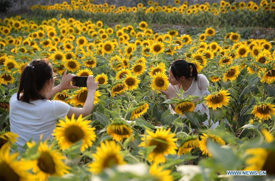 #CHINA-HEBEI-HANDAN-SUNFLOWERS (CN)