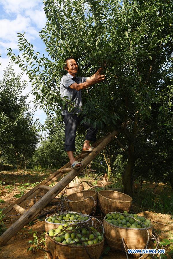 CHINA-CHONGQING-WUSHAN-FARMER-GREEN PLUM (CN)