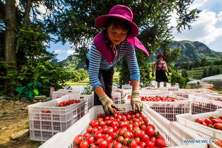 #CHINA-GUIZHOU-CHERRY TOMATOES-HARVEST (CN)