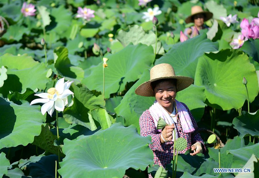 #CHINA-ANHUI-FEIXI-LOTUS-PLANTATION (CN)*