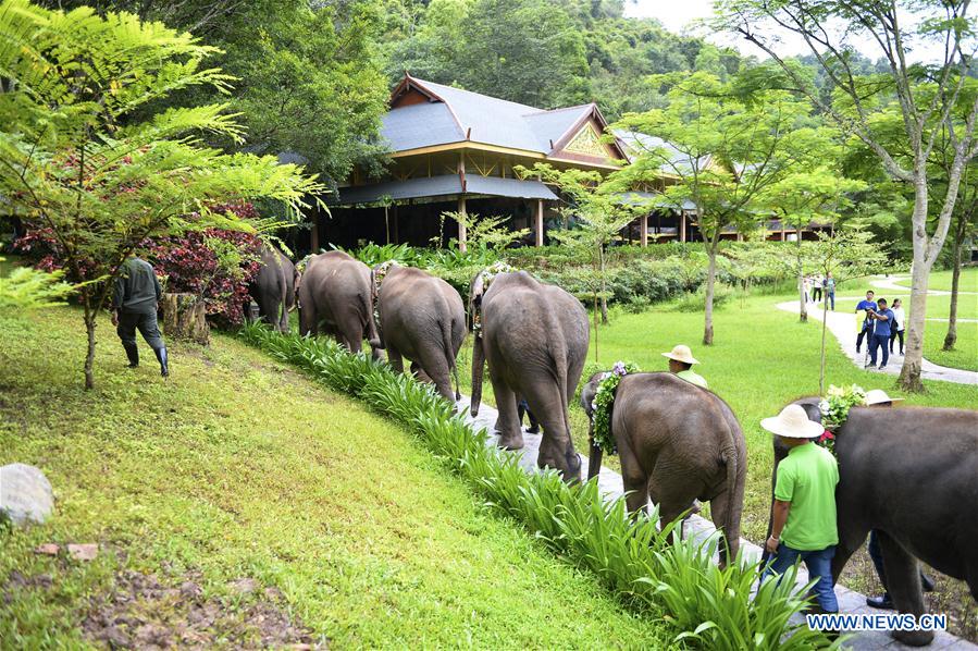 CHINA-YUNNAN-XISHUANGBANNA-WORLD ELEPHANT DAY (CN)