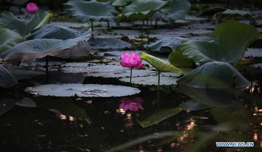 #CHINA-JIANGSU-YANGZHOU-LOTUS (CN)