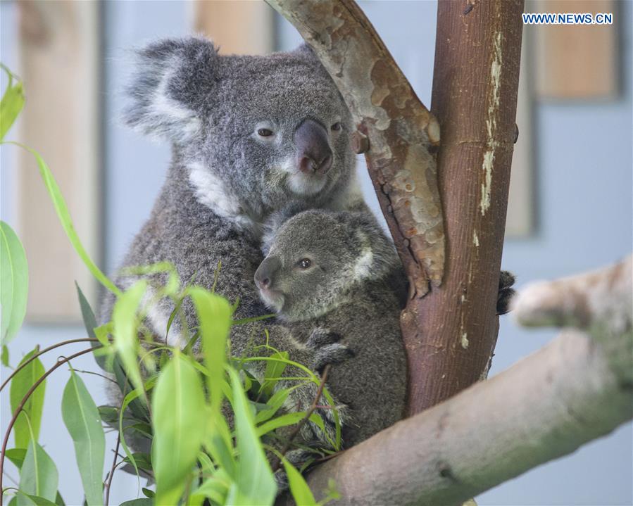 #CHINA-NANJING-ZOO-KOALA (CN)