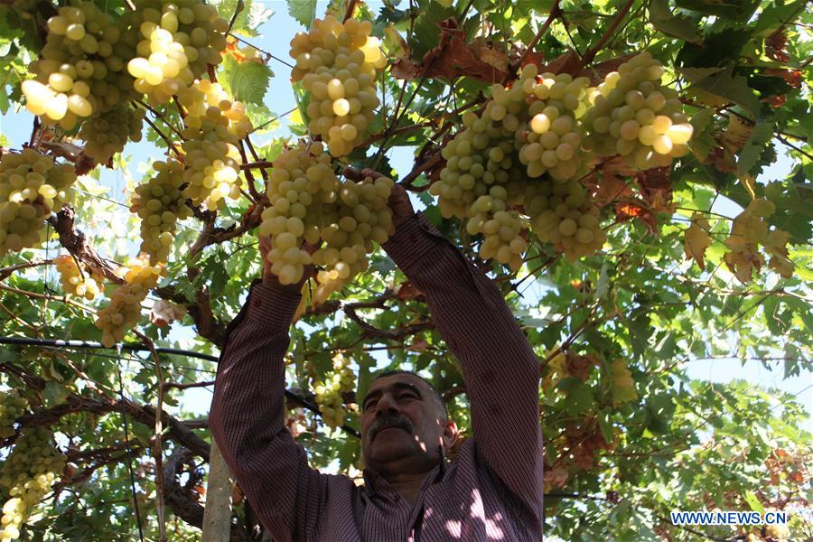 MIDEAST-HEBRON-GRAPES-HARVEST