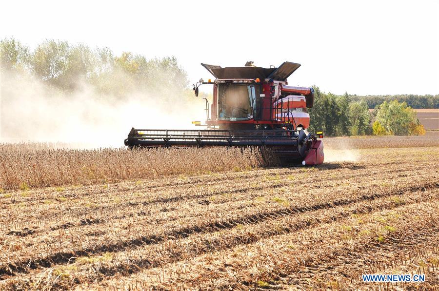 #CHINA-HEILONGJIANG-SOY BEAN-HARVEST (CN)