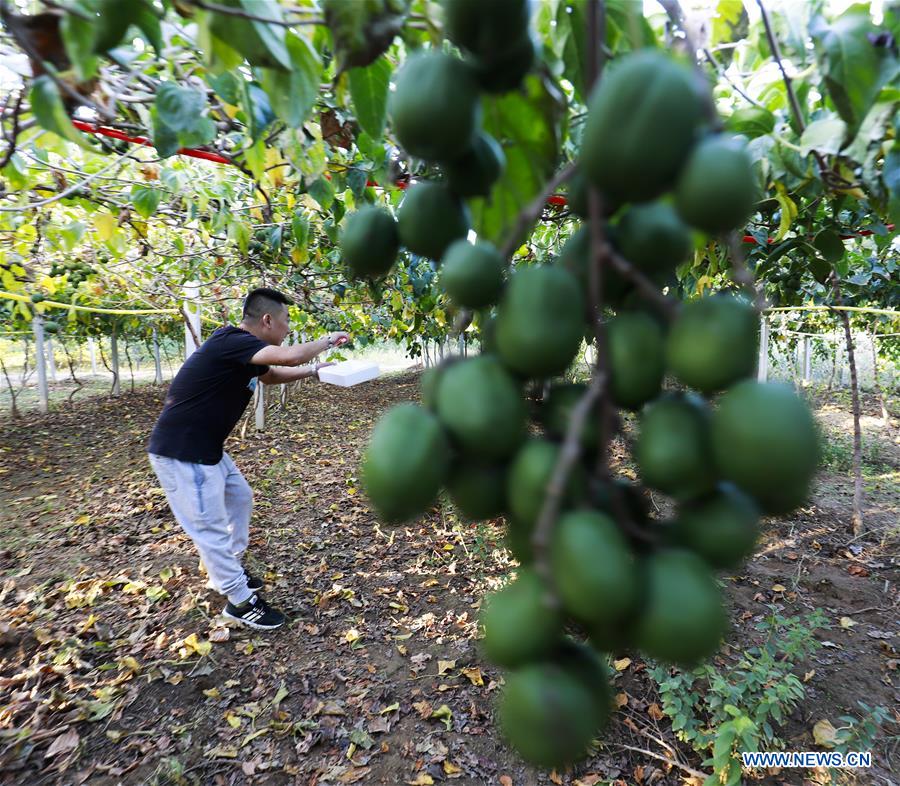 #CHINA-HEBEI-AUTUMN-FARM WORK(CN)