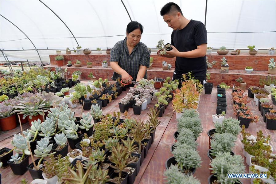 CHINA-JIANGXI-SUCCULENT PLANTS (CN)