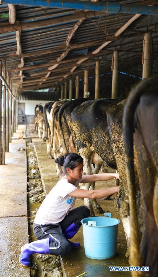 CHINA-JIANGXI-YUDU-POVERTY ALLEVIATION-DAIRY (CN)