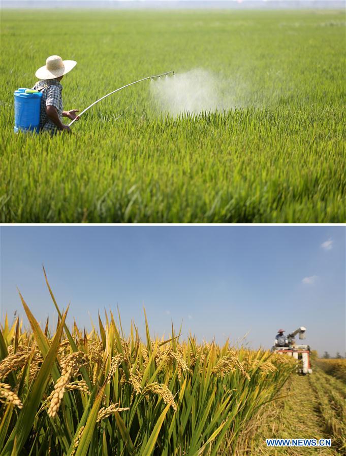 CHINA-SHANDONG-RICE-HARVEST (CN)