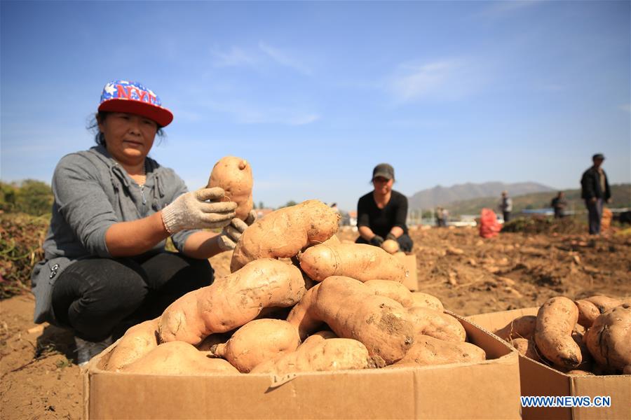 #CHINA-HEBEI-SWEET POTATO-PROCESSING (CN)