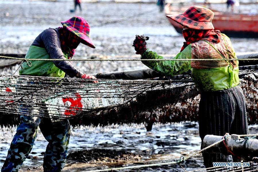 CHINA-FUJIAN-PUTIAN-LAVER HARVEST (CN)