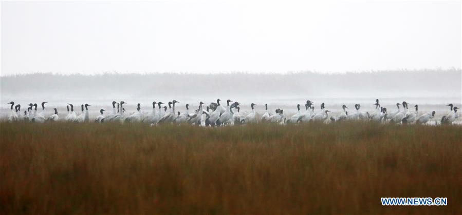 CHINA-GUIZHOU-NATURE RESERVE-MIGRATORY BIRDS (CN)