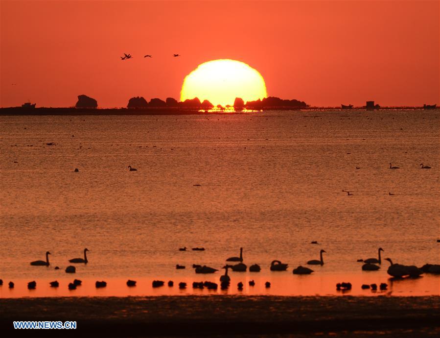 #CHINA-SHANDONG-RONGCHENG-SWAN LAKE (CN) 