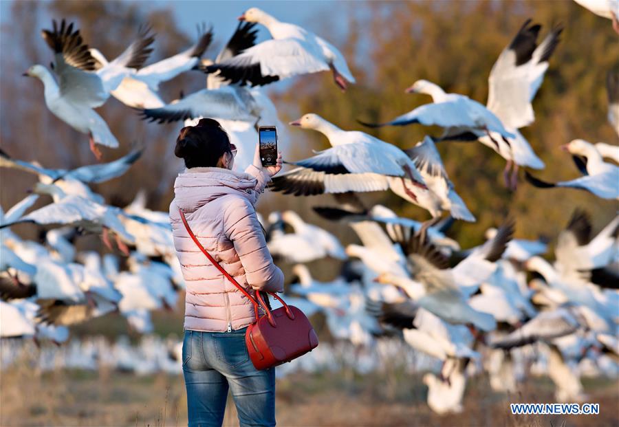 CANADA-RICHMOND-SNOW GEESE