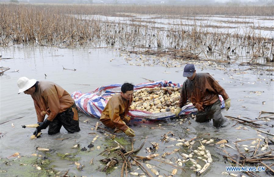 CHINA-ANHUI-LOTUS ROOT-HARVEST (CN)