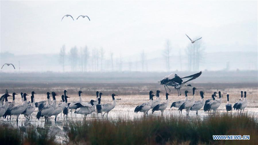 CHINA-GUIZHOU-WEINING-NATURE RESERVE-BLACK-NECKED CRANE (CN)