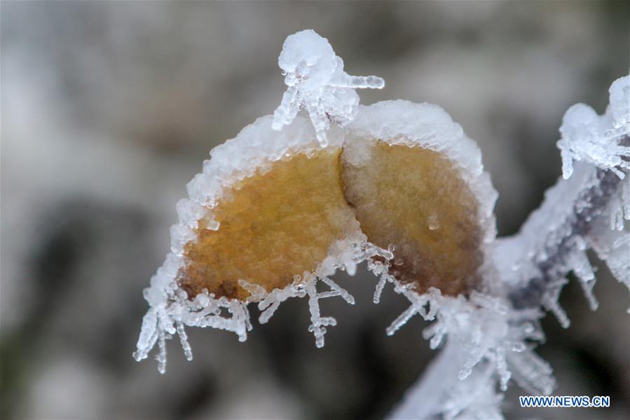 #CHINA-HUNAN-XIANGXI-SNOW-PLANTS (CN)