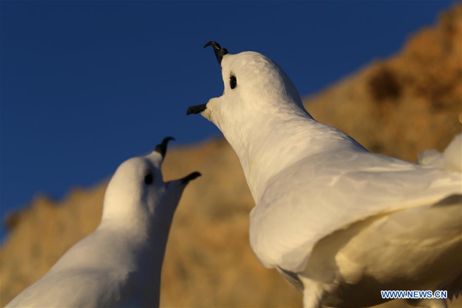 ANTARCTICA-XUELONG-ZHONGSHAN STATION-SNOW PETREL