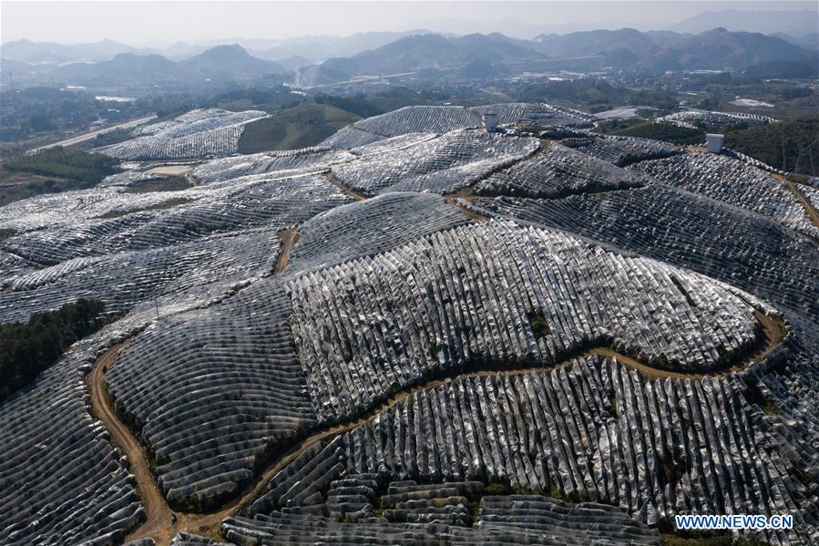 CHINA-GUANGXI-ORCHARDS-AERIAL VIEW (CN)