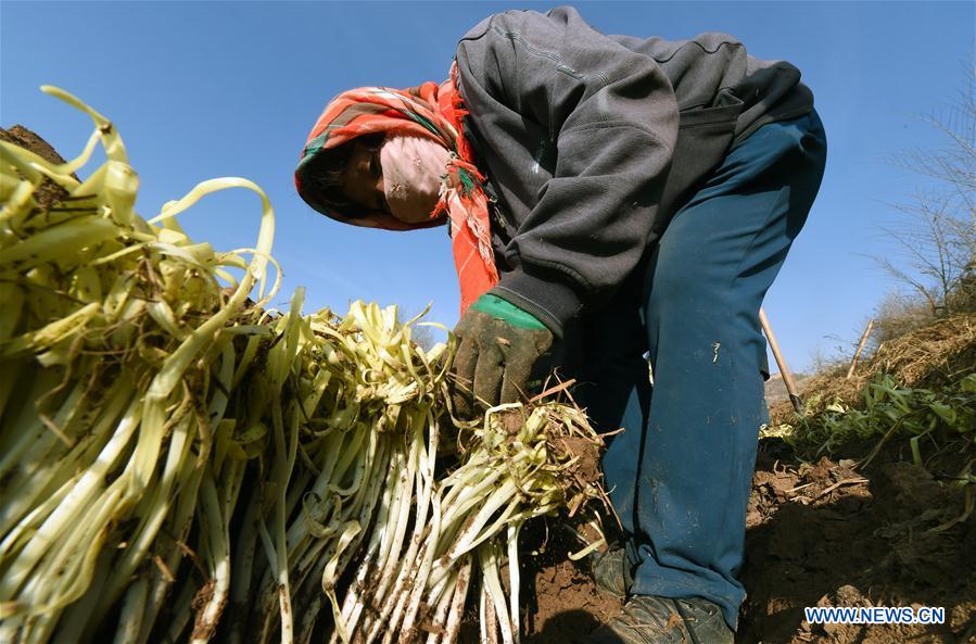 CHINA-GANSU-CHIVE-HARVEST (CN)