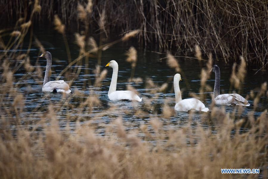 CHINA-QINGHAI-SWAN (CN)