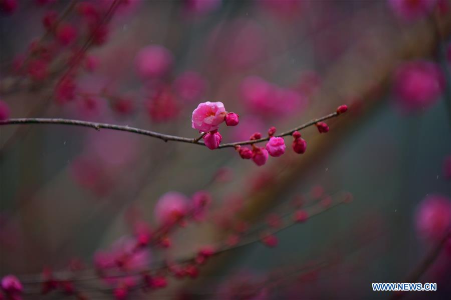 CHINA-HUBEI-ENSHI-PLUM BLOSSOM (CN)