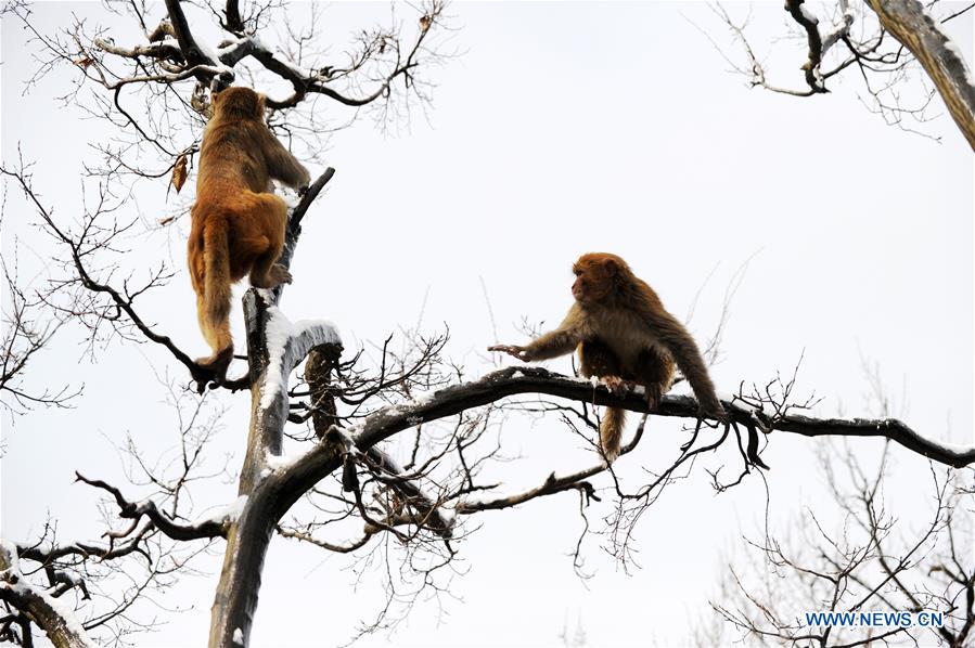 #CHINA-GUIZHOU-GUIYANG-SNOW-MONKEY (CN)