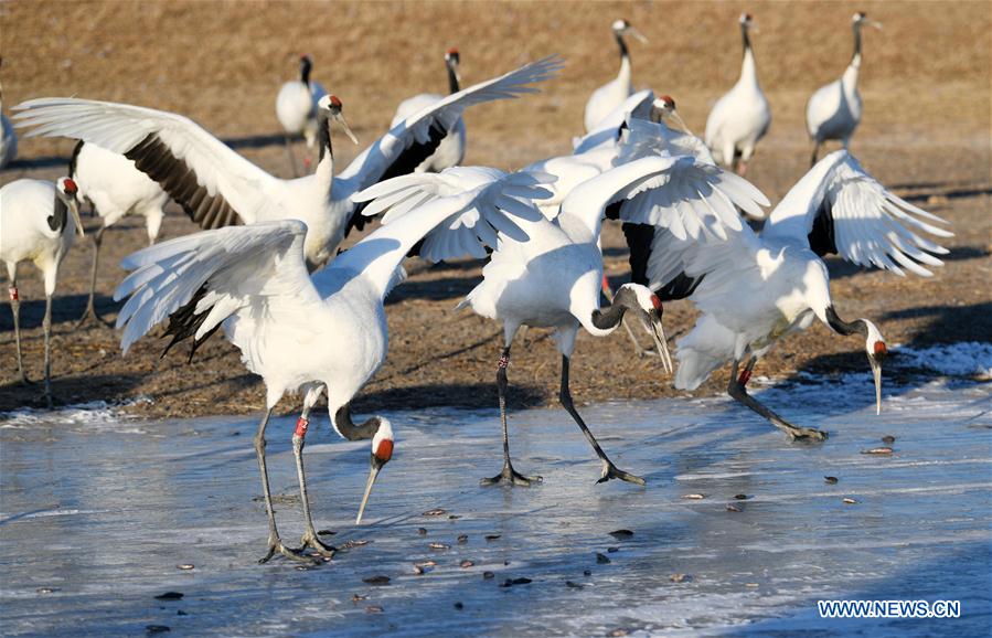 CHINA-HEILONGJIANG-RED-CROWNED CRANES (CN)